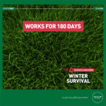 Effect of fertilising with Autumn Lawn Feed – Winter Survival – Mr. Green Grass