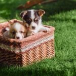 Perfect lawn in the garden
