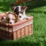 Perfect lawn in the garden