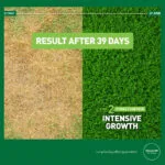 Effect of fertilising with Spring Lawn Feed – Intensive Growth – Mr. Green Grass® Green Grass