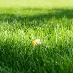 Autumn leaf on the lawn