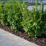 Shrubs by the driveway