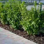 Shrubs by the driveway