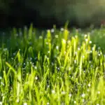 New lawn before mowing