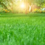 First mowing of the newly established lawn