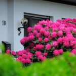 Rhododendrons in front of the house
