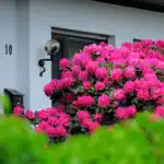 Rhododendrons in front of the house