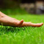 Condition of the lawn in early spring