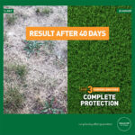The effect of fertilising with summer lawn feed – complete protection – Mr. Green Grass® Green Grass