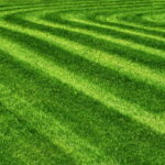 Autumn leaf on the lawn