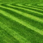 Autumn leaf on the lawn