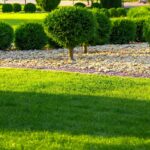 Lawn in the summer sun