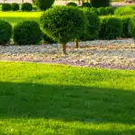 Lawn in the summer sun