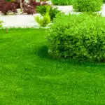 Garden lawn in spring