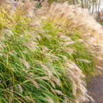 Ornamental grasses