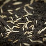 Establishing a lawn from seed