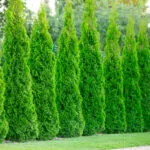 Hedge - Emerald Thujas